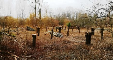 Botló fűzes erdőművelés a Nováki csatorna mellett, Darnózseli 2019. február 03.-án 2