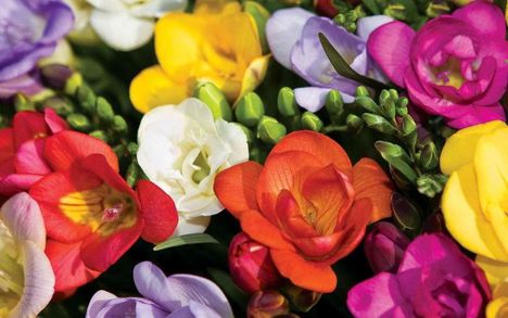 freesia-beautiful-flowers-flower-buds-blooming-petals-colorful-leaves-1440x900