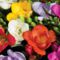 freesia-beautiful-flowers-flower-buds-blooming-petals-colorful-leaves-1440x900