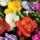 Freesiabeautifulflowersflowerbudsbloomingpetalscolorfulleaves1440x900-001_2009198_6633_t