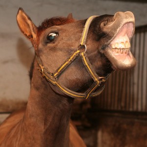 horse_smile_640