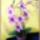 Orchidea_lilaban-002_2090027_7926_t