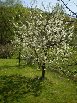2009.virágzó meggyfa