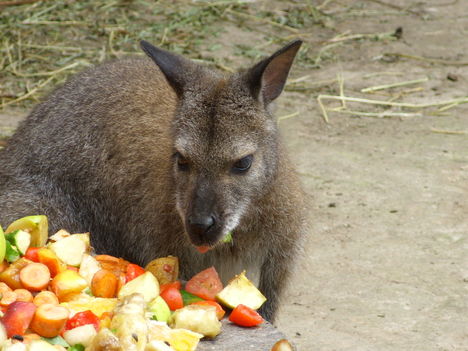 Benett kenguru az állatkertben