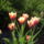 Cirmos_tulipan-001_200800_28184_t