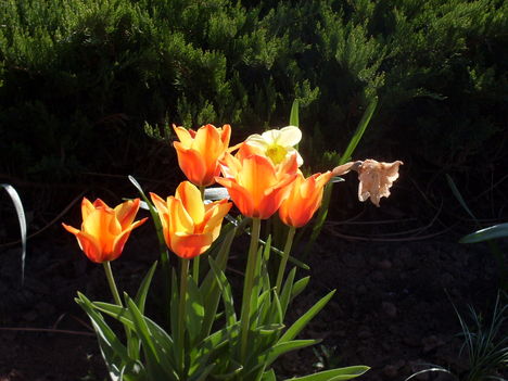 cirmos tulipán