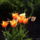 Cirmos_tulipan_200801_34657_t