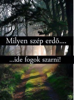 Erdő!