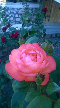 "Imádom a rózsákat és a rózsámat" sorozatom legfrissebb virágaim . 3