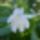 Imadom_a_rozsakat_es_a_rozsamat_sorozatom_legfrissebb_viragaim__4_2000594_3613_t