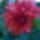 Imadom_a_rozsakat_es_a_rozsamat_sorozatom_legfrissebb_viragaim__5_2000595_1519_t