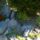 Imadom_a_rozsakat_es_a_rozsamat_sorozatom_legfrissebb_viragaim__6_2000596_6450_t
