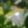 Imadom_a_rozsakat_es_a_rozsamat_sorozatom_legfrissebb_viragaim__7_2000597_7623_t