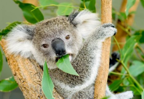 Koala