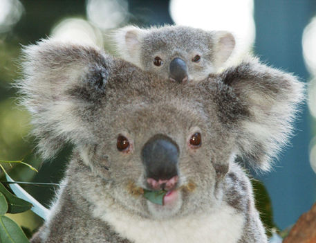 Koala és kicsinye