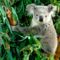 Koalamaci
