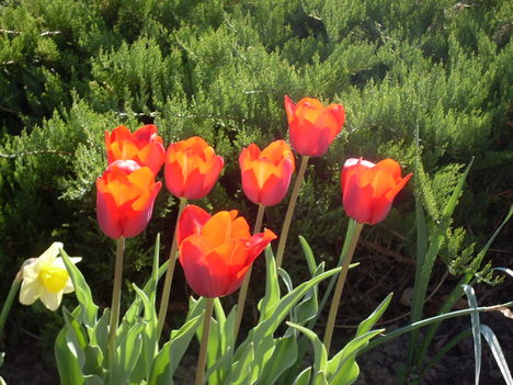 piros tulipán