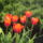 Piros_tulipan_200802_85820_t