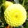 Dalia-003_311263_46216_t