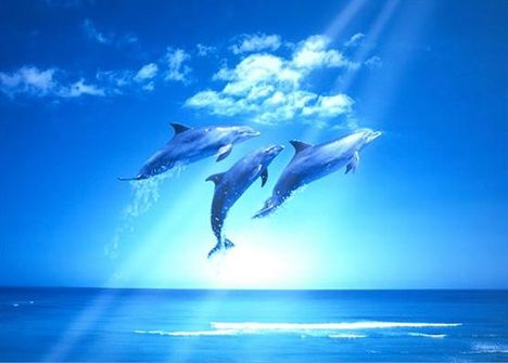 dolphins4