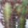 Euphorbia-009_311067_72292_t