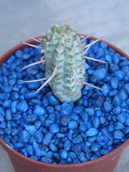 Euphorbia sarjnövényke