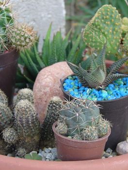Kaktusztál