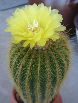 Notocactus