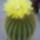 Notocactus-002_311070_21397_t
