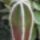 Pachycereus_marginatus_311071_16209_t
