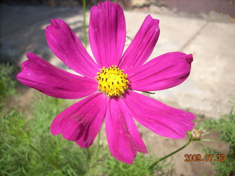 pink cosmos