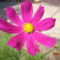 pink cosmos