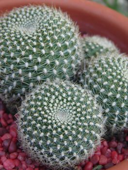 Rebutia