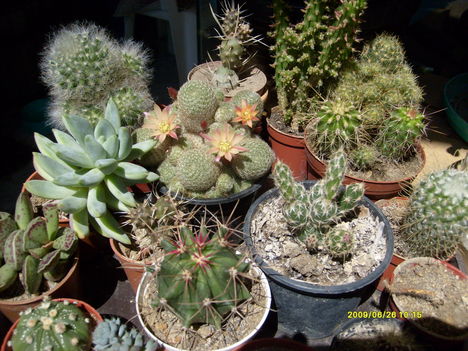 kis kaktuszaim