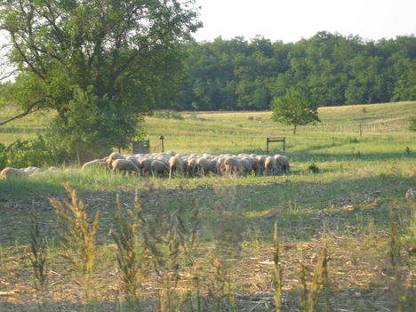 Nagykálló 2009 5