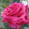 egy száll a rózsámból