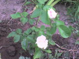 Pici fehér rózsa