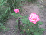 Rózsaszínű rózsám