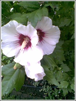 Hibiszkusz-Hajni 5