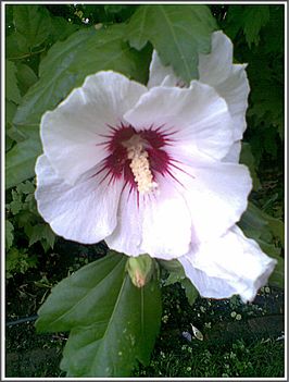 Hibiszkusz-Hajni 6