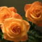 Színes rózsák (102)
