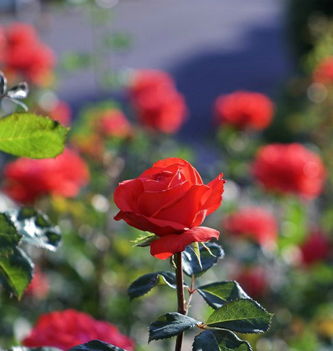 Színes rózsák (109)