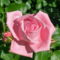 Színes rózsák (110)