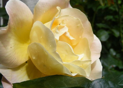 Színes rózsák (11)