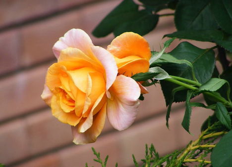 Színes rózsák (12)