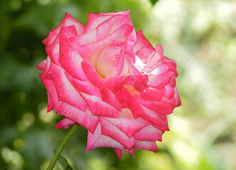 Színes rózsák (14)