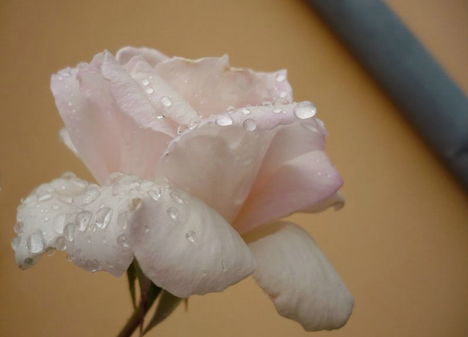 Színes rózsák (15)