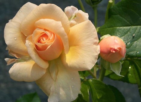 Színes rózsák (1)