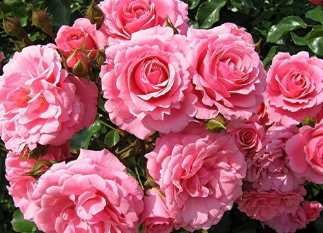 Színes rózsák (25)