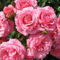 Színes rózsák (25)